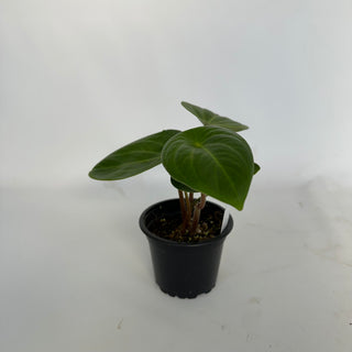 Peperomia sp. Costa Rica