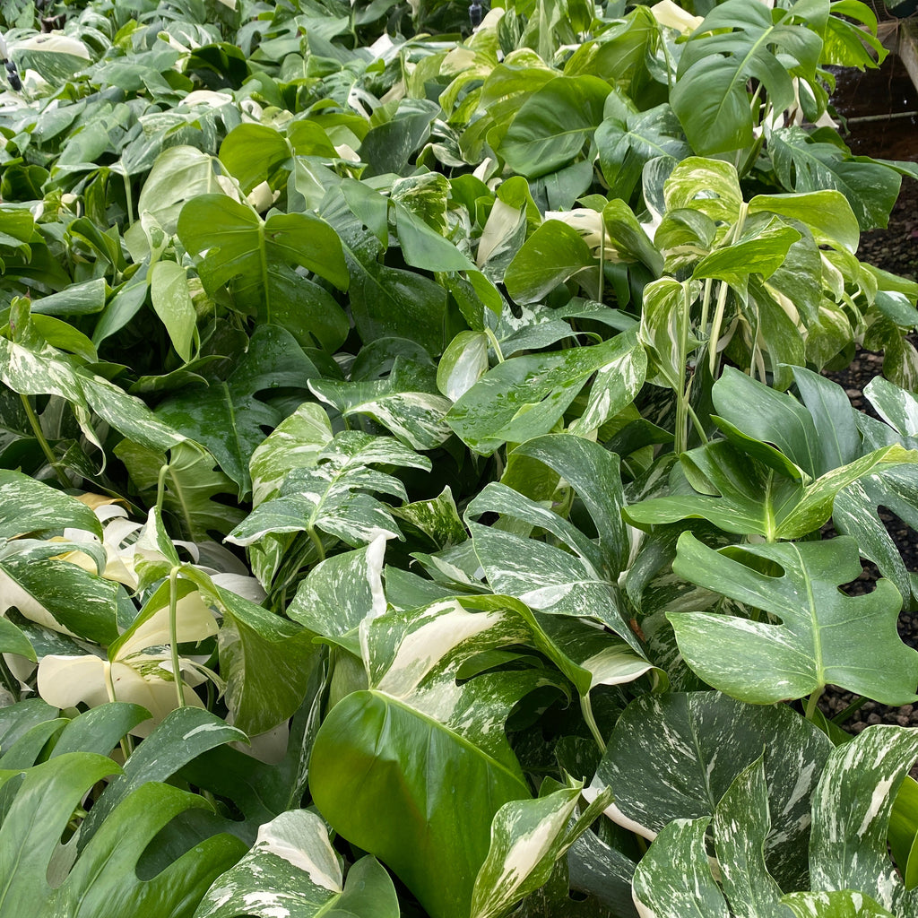 monstera albo for sale nearby Monstera Deliciosa Albo-Variegata with Bold Colors