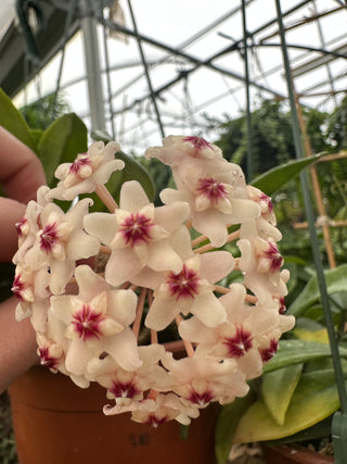 Hoya carnosa 'Wilbur Graves' "China"