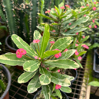 Euphorbia milii “Variegated Pink”
