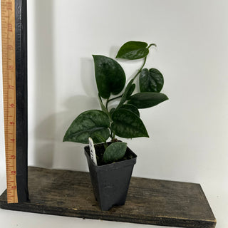 Z-5195 - Scindapsus pictus 'Black Mamba'