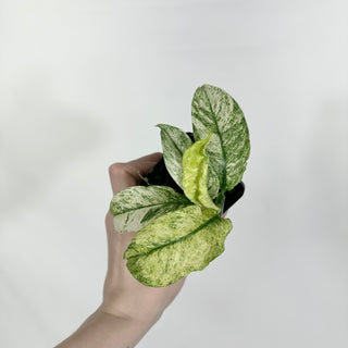 Z-4510 - Rhaphidophora puberula variegata