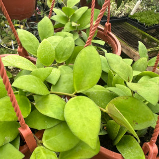 Hoya myrmecopa