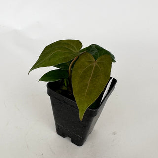 Anthurium 'Not The Mama' x 'Ace of Spades'