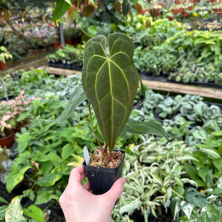 Anthurium 'Zara'/'Michele' x magnificum verde