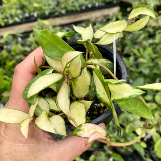 Hoya lacunosa ‘Souma’