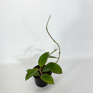 Hoya cv. MB-1414 ('Christine' x aldrichii)