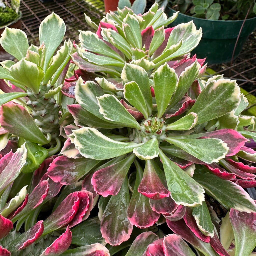 succulent with white and green leaves Euphorbia ritchiei 'Variegata'