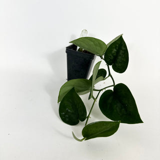 Z-5195 - Scindapsus pictus 'Black Mamba'