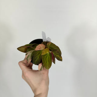 Z-4620 - Begonia ‘Withlacoochee’ (Variegated)