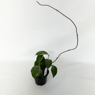 Hoya sp. Tanggamus albo-marginata