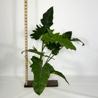 Z-4622 - Philodendron 'Mottled Dragon' (Non-TC)