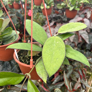 Hoya AF 02