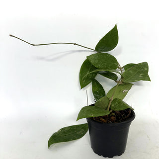 Hoya 'Dragon Valley' (AH-0741)
