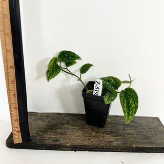 Z-5193 - Scindapsus pictus "Green Form" (Hassk)
