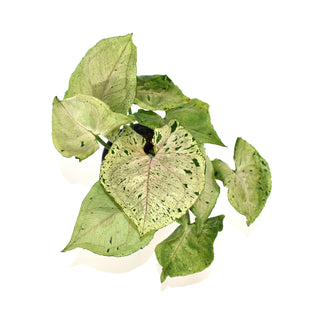 Syngonium podophyllum 'Green Splash'
