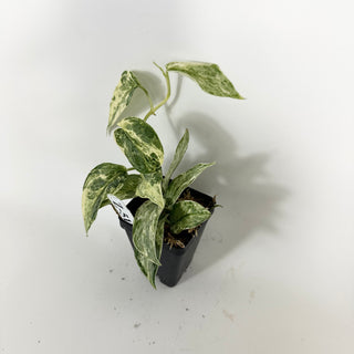Z-5172 - Scindapsus pictus 'Peasun'