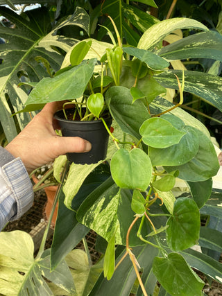 Philodendron hederaceum