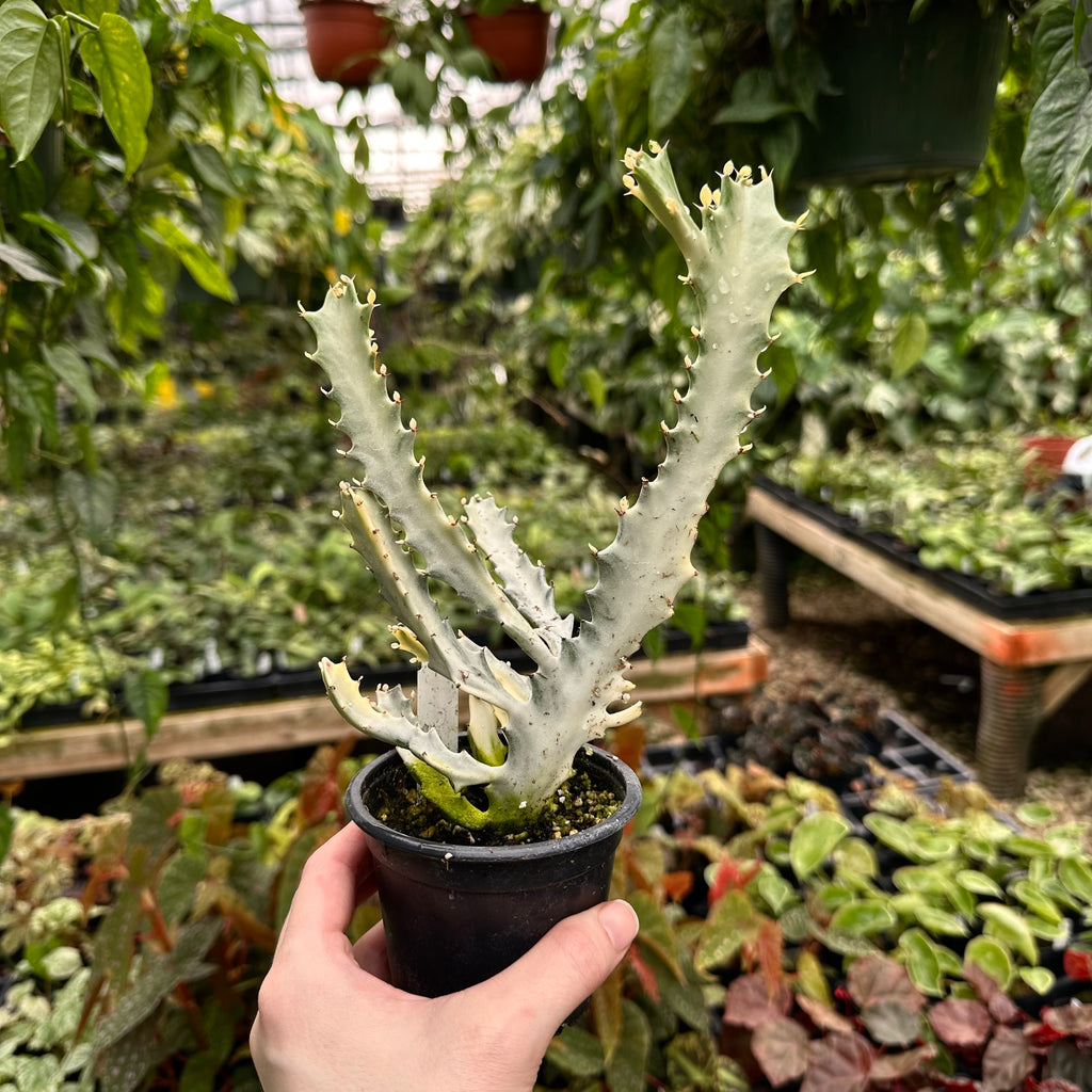 Euphorbia lactea 