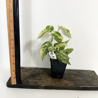 Z-5172 - Scindapsus pictus 'Peasun'