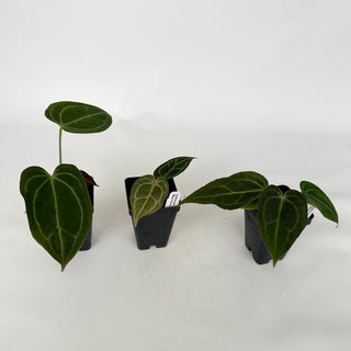 Anthurium 'Blue Velvet' x self