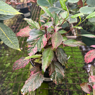 Hibiscus rosa-sinensis 'Cooperi'