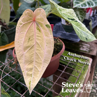 Anthurium magnificum/‘Silver Blush' x 'Chuck Norris'