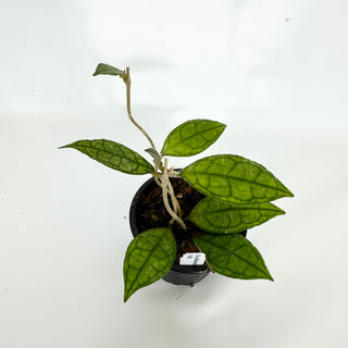 Hoya finlaysonii 'Olfe'