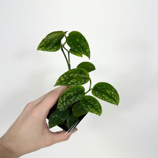 Z-5193 - Scindapsus pictus "Green Form" (Hassk)
