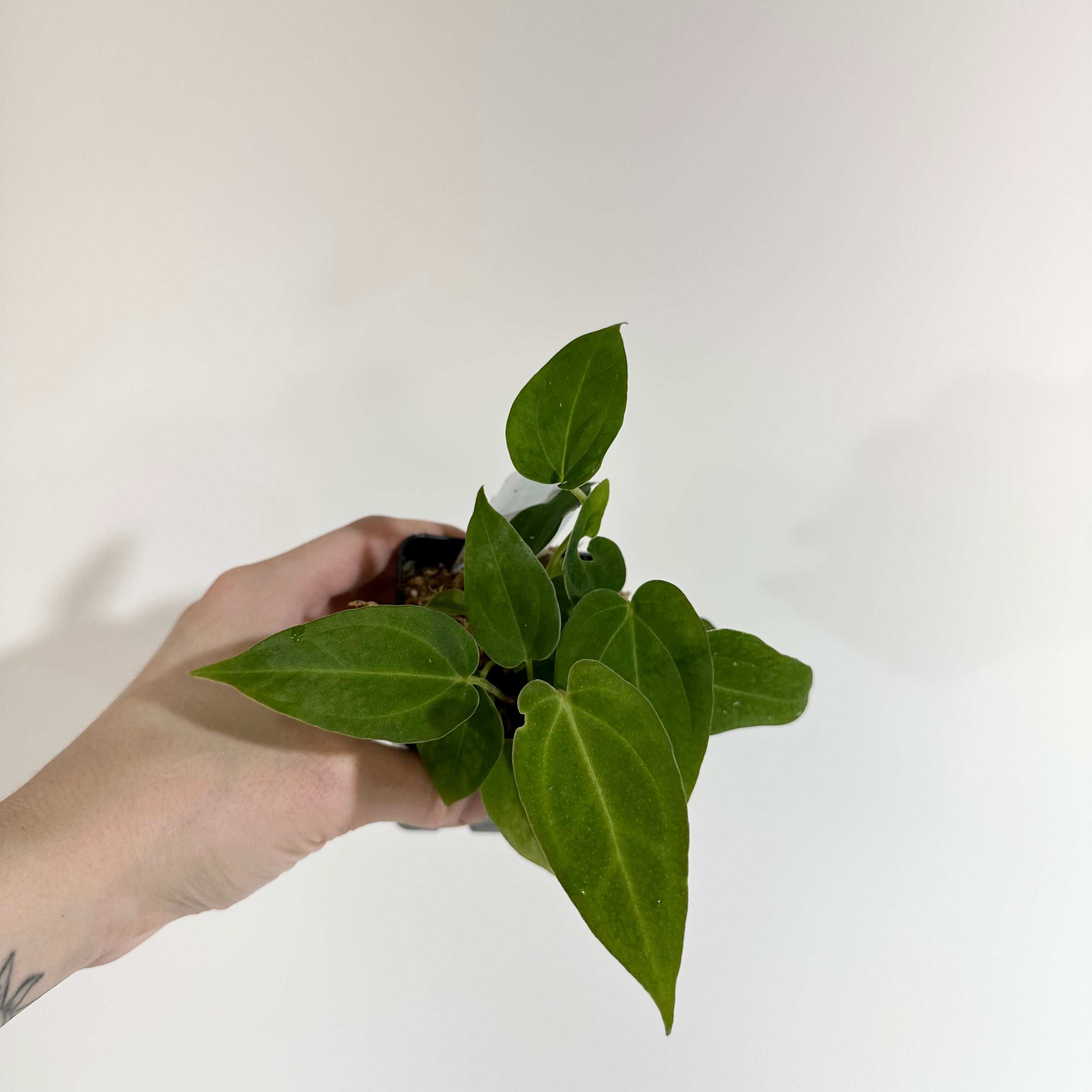 CCP アカムトルム モンハン第三弾！アカムトルム！！ : 魂のblog2