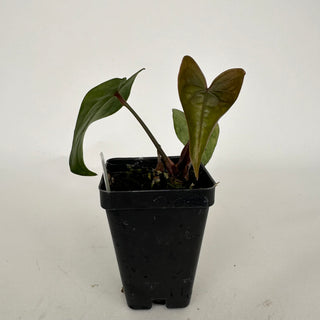 Anthurium 'Zara' x nigrolaminum 'Gigi'