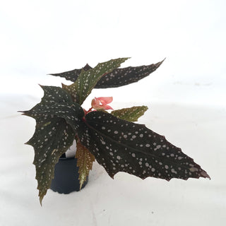 Begonia 'Bat Wings'