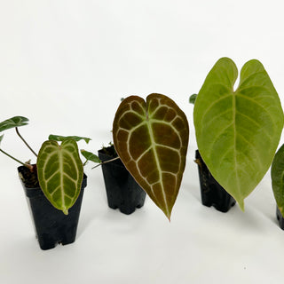Anthurium "Bench Hybrid"
