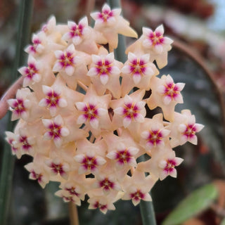 Hoya parasitica "Splash"