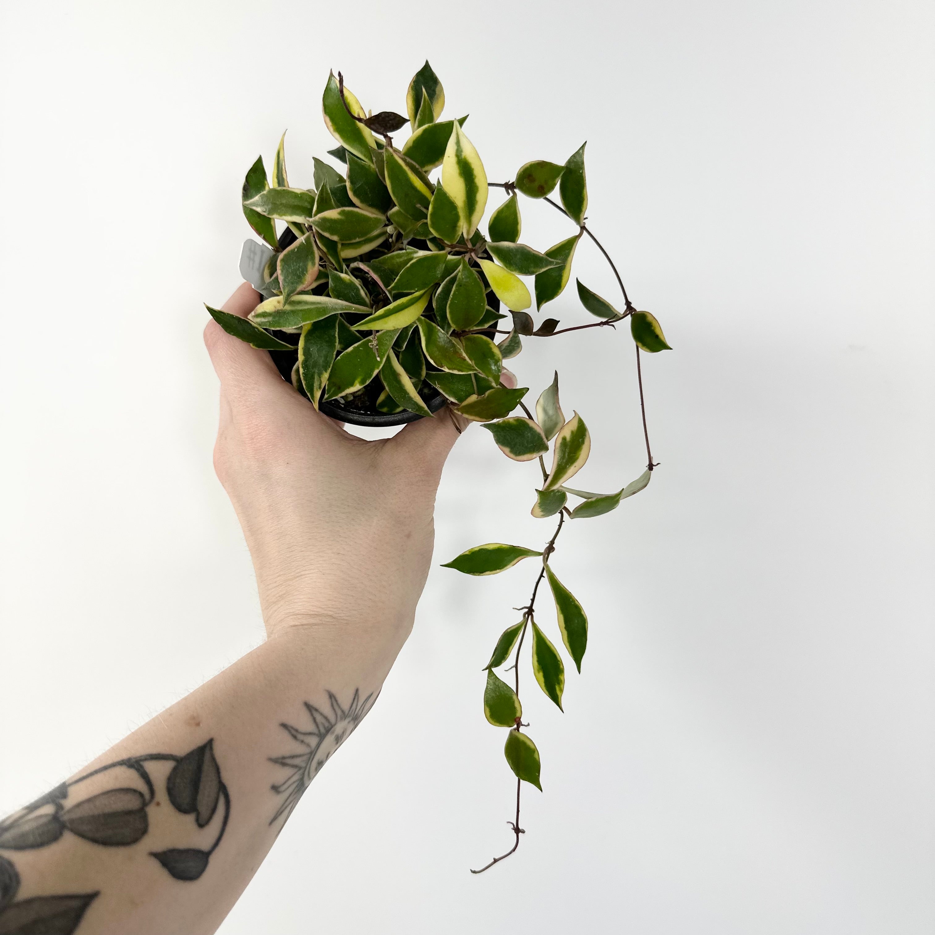 Hoya bakoensis variegated 　4~５センチカップ植え Hoya bakoensis variegated 4~5センチカップ植え 【公式通販】