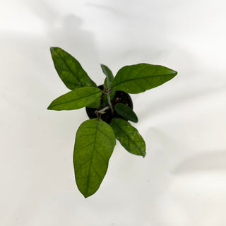Hoya sp. Singapore