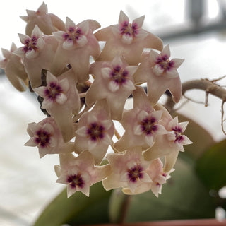 Hoya sp. EPC-301