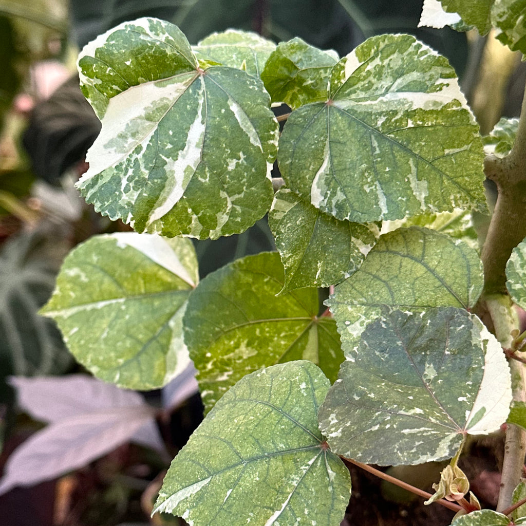 Hibiscus tiliaceus 'Variegatus' – Steve's Leaves
