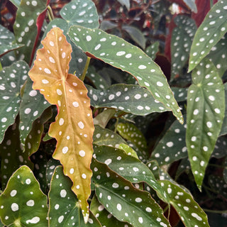 Begonia maculata