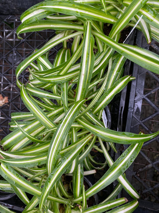 Chlorophytum comosum 'Vittatum'