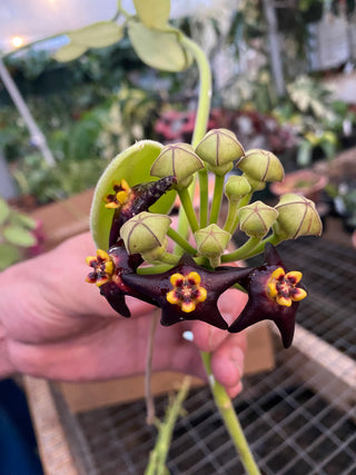 Hoya ciliata