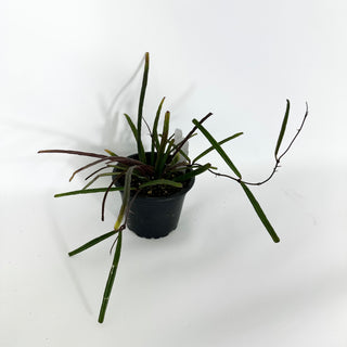 Z-4524 - Hoya insularis