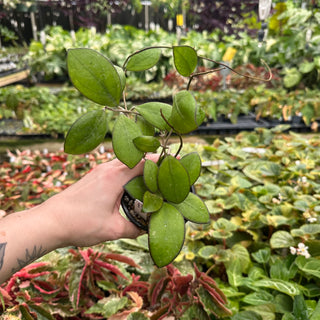 Hoya 'Nathalie'