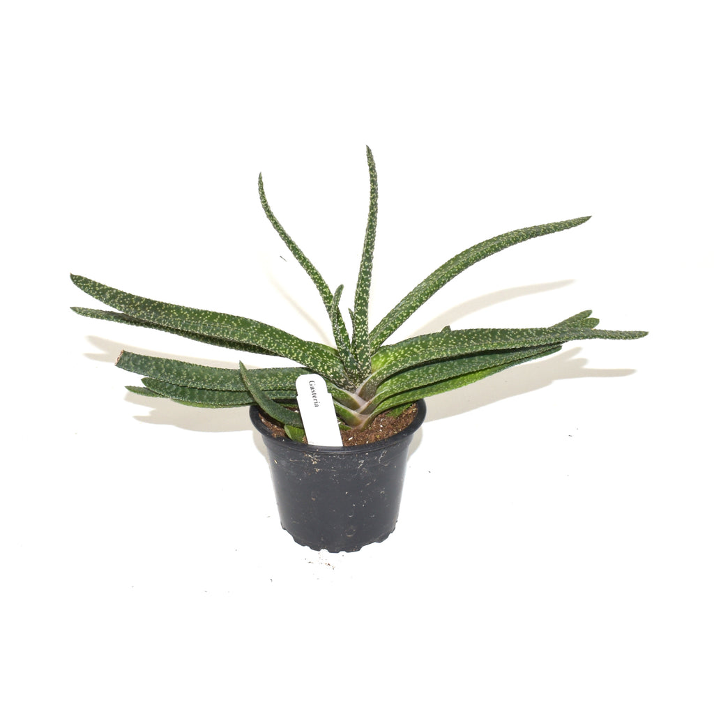 Gasteria