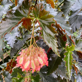 Begonia 'Black Jack'