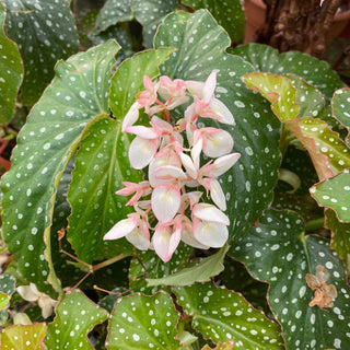 Begonia 'Harmony's Allure'