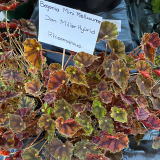 Begonia 'Mini Melbourne'