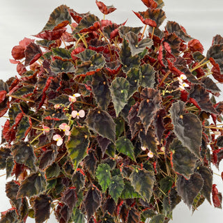 Begonia 'Mini Melbourne'
