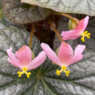 Begonia 'Sally Savelle'