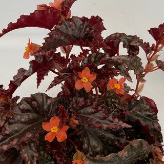 Begonia amphioxus x ignita